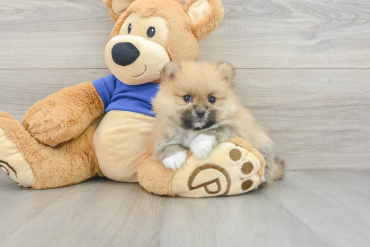 Pomeranian Puppy for Adoption