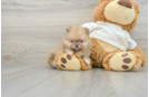 Little Pomeranian Baby