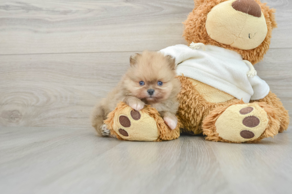 Little Pomeranian Baby