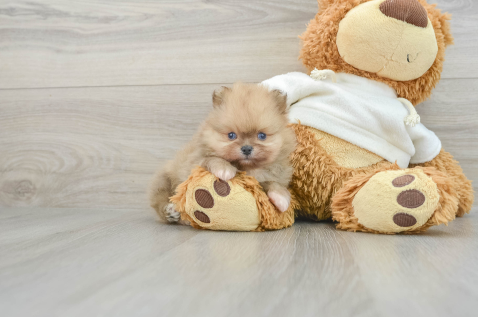 5 week old Pomeranian Puppy For Sale - Puppy Love PR