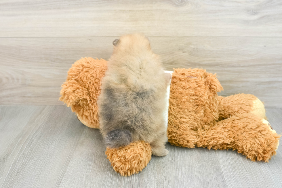 Fluffy Pom Pom Purebred Puppy