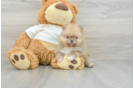 Best Pomeranian Baby