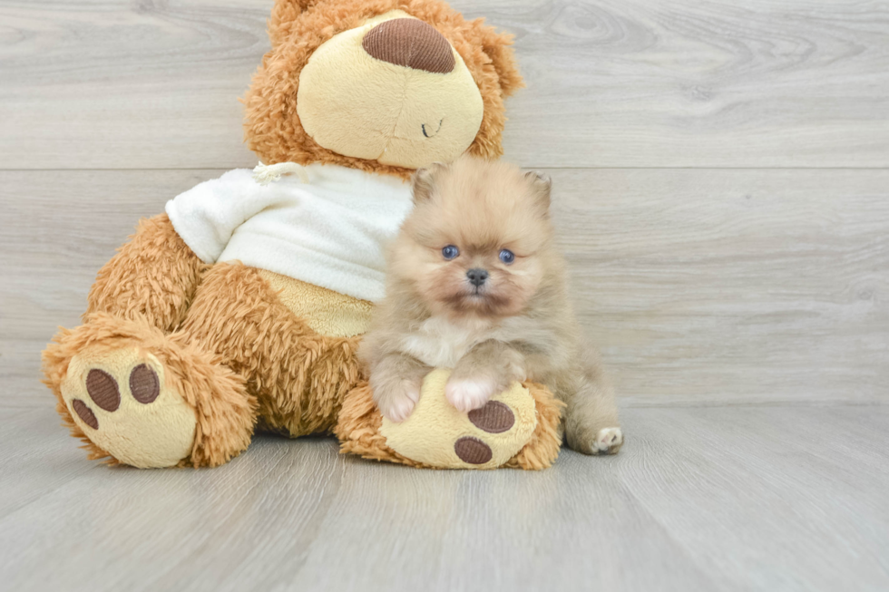 Best Pomeranian Baby