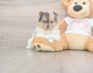 9 week old Pomeranian Puppy For Sale - Puppy Love PR