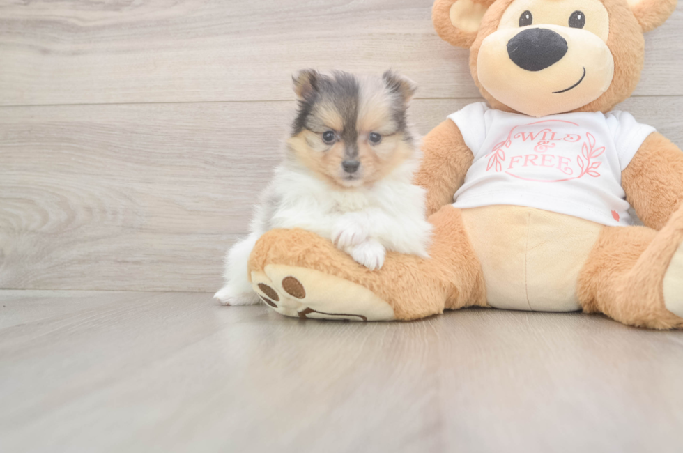 6 week old Pomeranian Puppy For Sale - Puppy Love PR