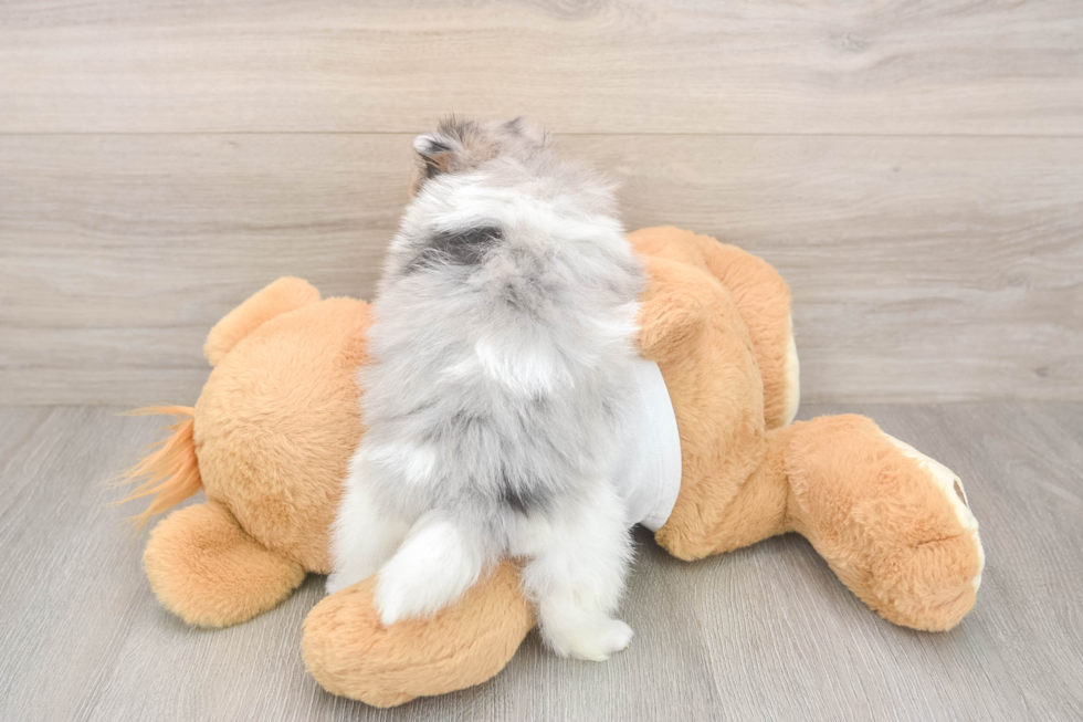 Best Pomeranian Baby