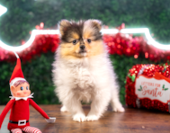 10 week old Pomeranian Puppy For Sale - Puppy Love PR
