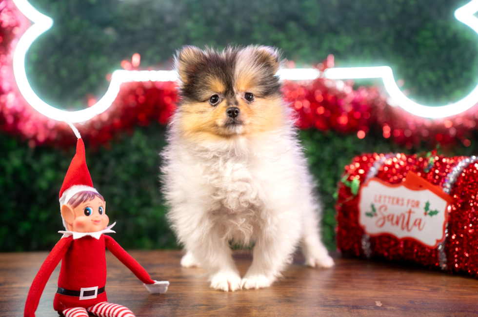 10 week old Pomeranian Puppy For Sale - Puppy Love PR