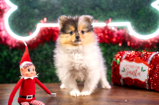 Cute Pom Dog Purebred Puppy