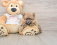 6 week old Pomeranian Puppy For Sale - Puppy Love PR