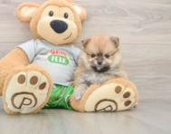 8 week old Pomeranian Puppy For Sale - Puppy Love PR