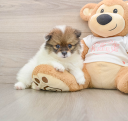 9 week old Pomeranian Puppy For Sale - Puppy Love PR