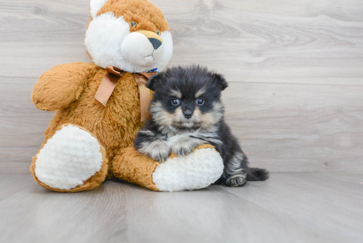 Meet Franco - our Pomeranian Puppy Photo 1/3 - Puppy Love PR Best Pomeranian Baby