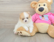 6 week old Pomeranian Puppy For Sale - Puppy Love PR
