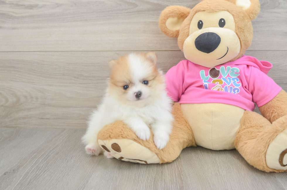 6 week old Pomeranian Puppy For Sale - Puppy Love PR