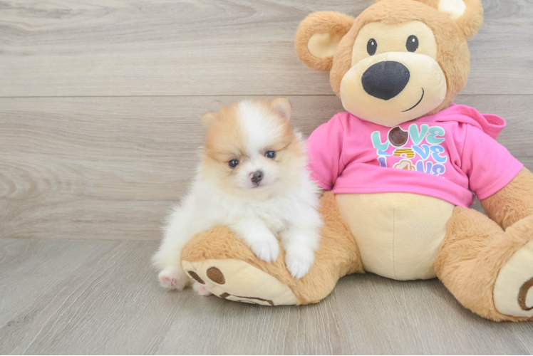 Meet Garcia - our Pomeranian Puppy Photo 1/3 - Puppy Love PR Pomeranian Puppy for Adoption