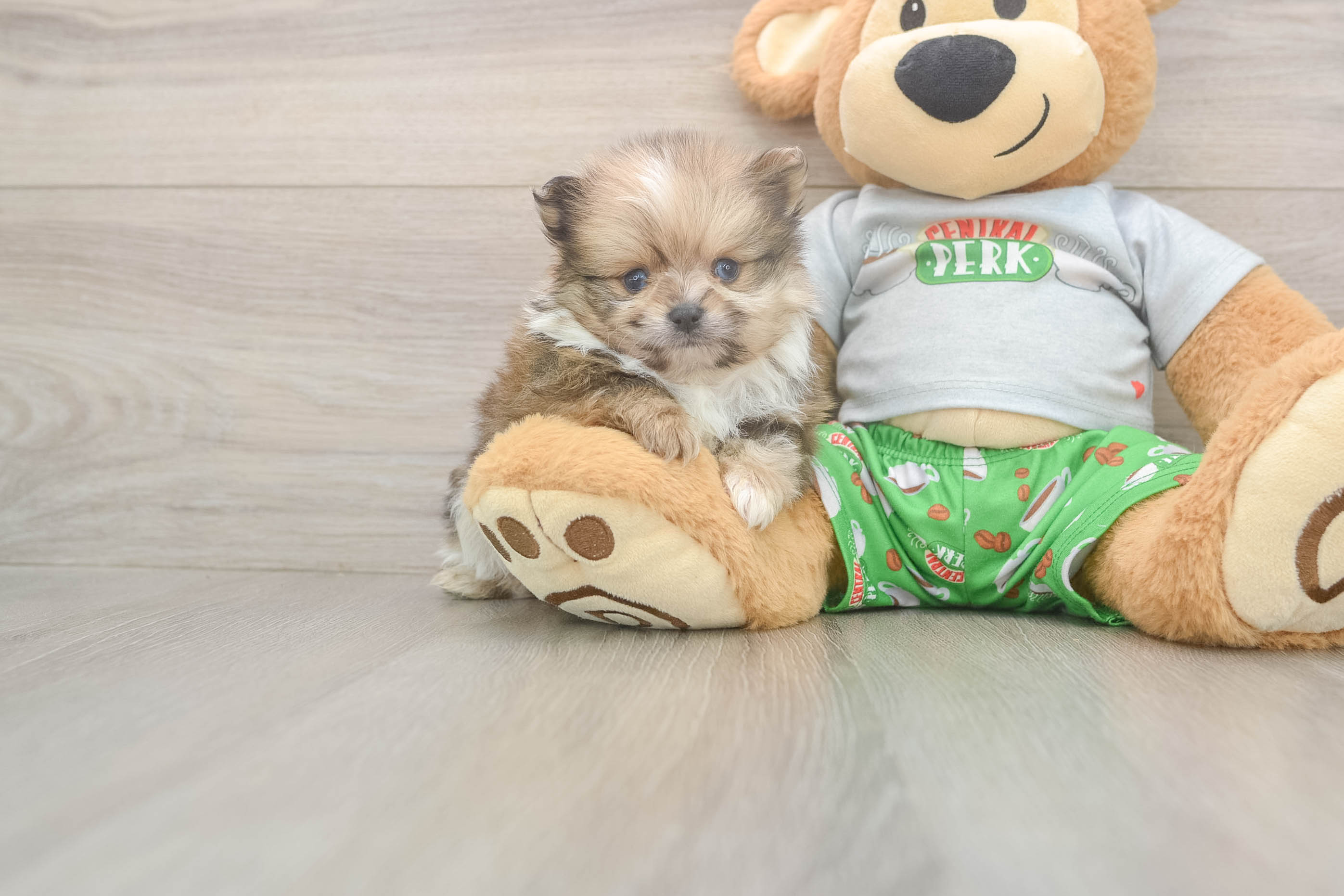 Pomeranian Pup Being Cute