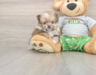 8 week old Pomeranian Puppy For Sale - Puppy Love PR