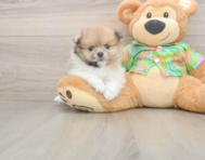7 week old Pomeranian Puppy For Sale - Puppy Love PR