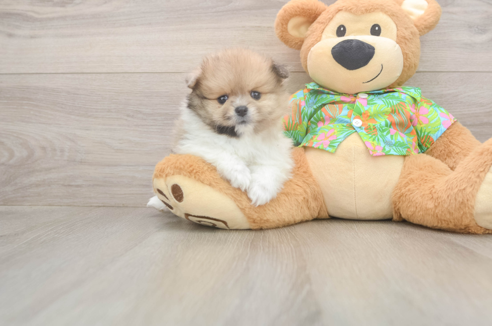 5 week old Pomeranian Puppy For Sale - Puppy Love PR