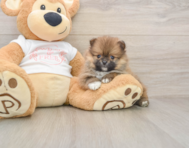 8 week old Pomeranian Puppy For Sale - Puppy Love PR