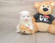 8 week old Pomeranian Puppy For Sale - Puppy Love PR