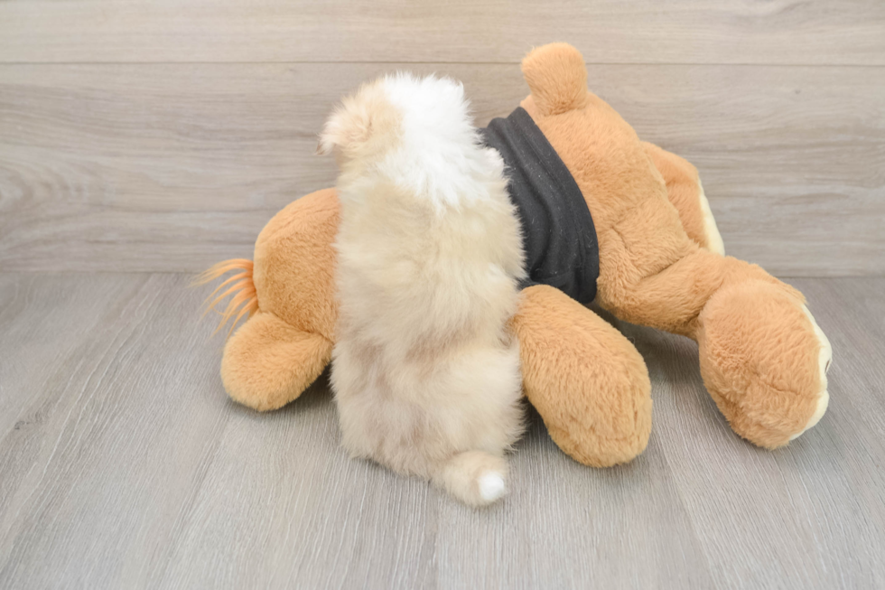 Akc Registered Pomeranian Baby