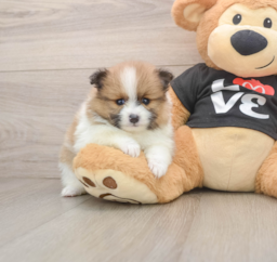 7 week old Pomeranian Puppy For Sale - Puppy Love PR