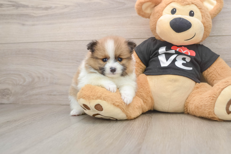 Pomeranian Pup Being Cute