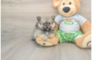 Akc Registered Pomeranian Baby