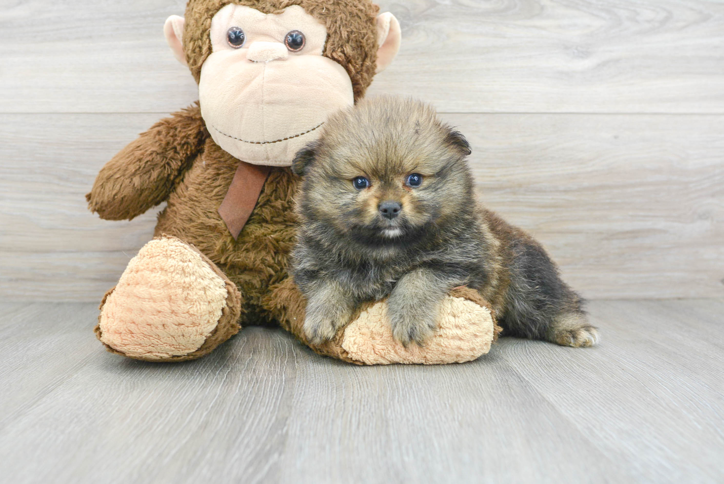 Cute Pomeranian Purebred Puppy