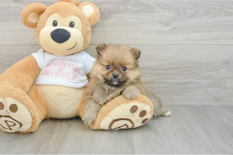Pomeranian Pup Being Cute