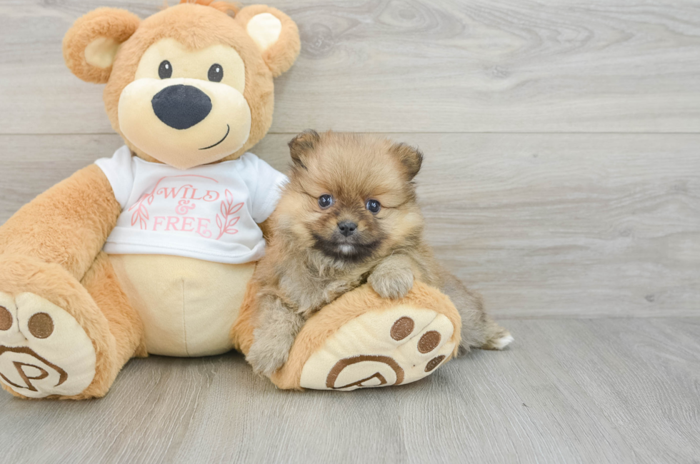 7 week old Pomeranian Puppy For Sale - Puppy Love PR