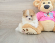 6 week old Pomeranian Puppy For Sale - Puppy Love PR