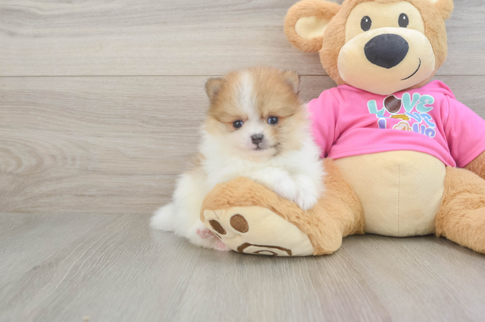 6 week old Pomeranian Puppy For Sale - Puppy Love PR