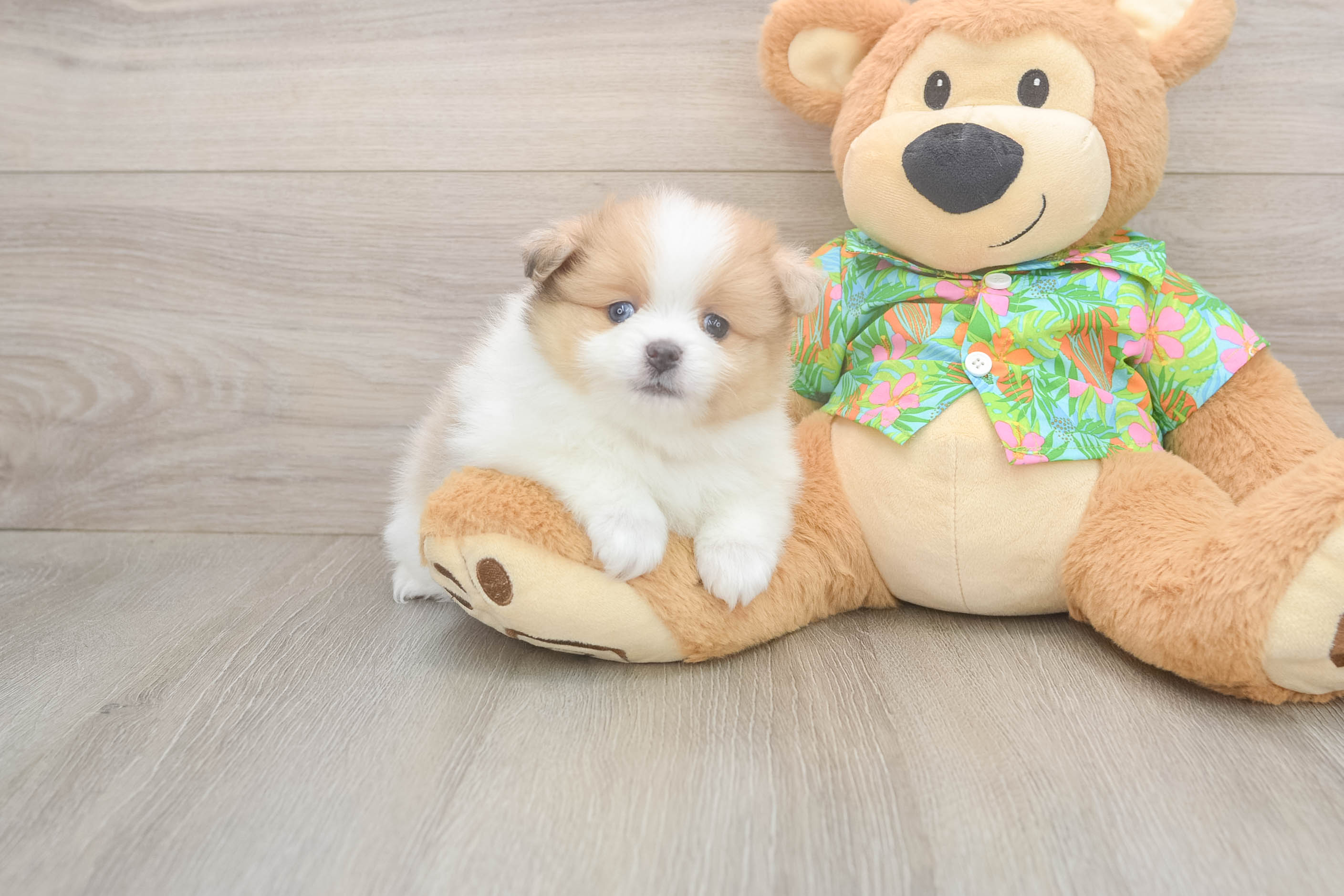 Pomeranian Puppy for Adoption