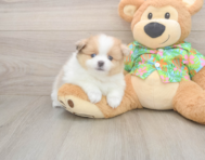 7 week old Pomeranian Puppy For Sale - Puppy Love PR