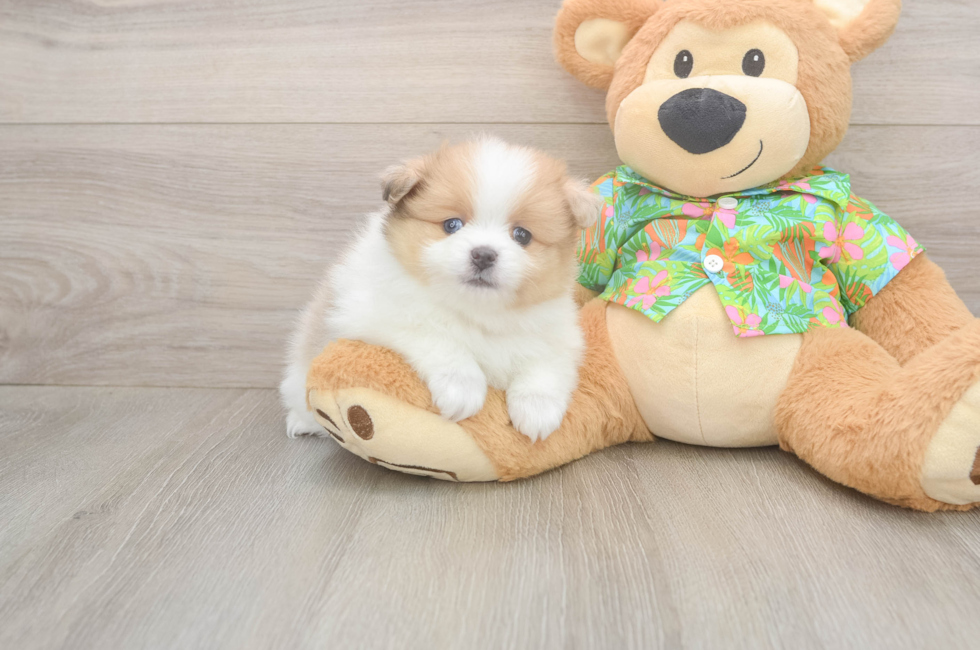 5 week old Pomeranian Puppy For Sale - Puppy Love PR