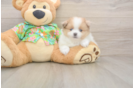 Pomeranian Puppy for Adoption