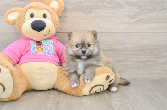 Funny Pomeranian Purebred Pup