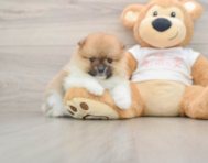 8 week old Pomeranian Puppy For Sale - Puppy Love PR