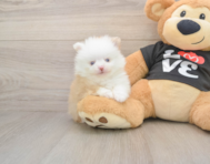 8 week old Pomeranian Puppy For Sale - Puppy Love PR