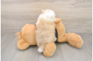 Funny Pomeranian Purebred Pup