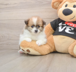 7 week old Pomeranian Puppy For Sale - Puppy Love PR
