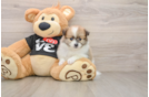 Small Pomeranian Purebred Pup