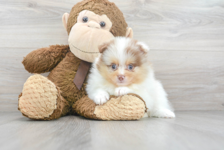 Cute Pomeranian Purebred Puppy