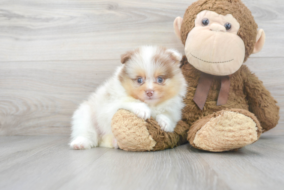 Cute Pomeranian Baby