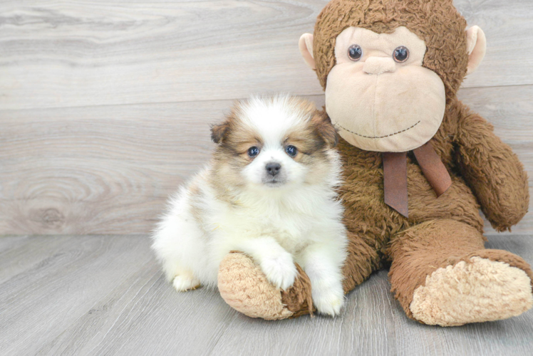 Meet Gibson - our Pomeranian Puppy Photo 1/3 - Puppy Love PR Best Pomeranian Baby