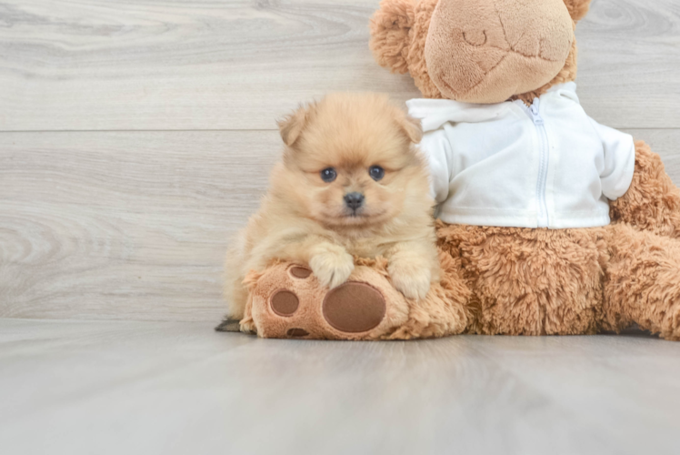 Meet Giorgio - our Pomeranian Puppy Photo 1/3 - Puppy Love PR Hypoallergenic Pomeranian Purebred Pup