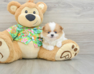 6 week old Pomeranian Puppy For Sale - Puppy Love PR